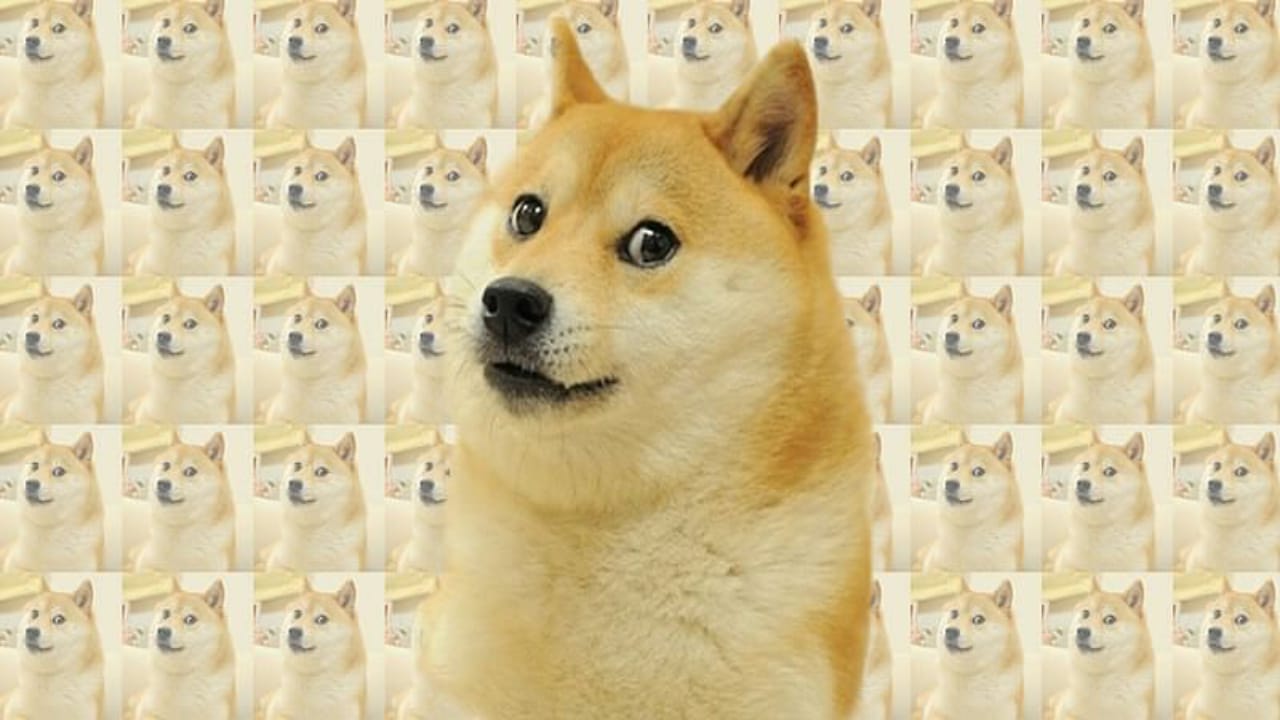 social media’s viral dog,cancer,social media memes