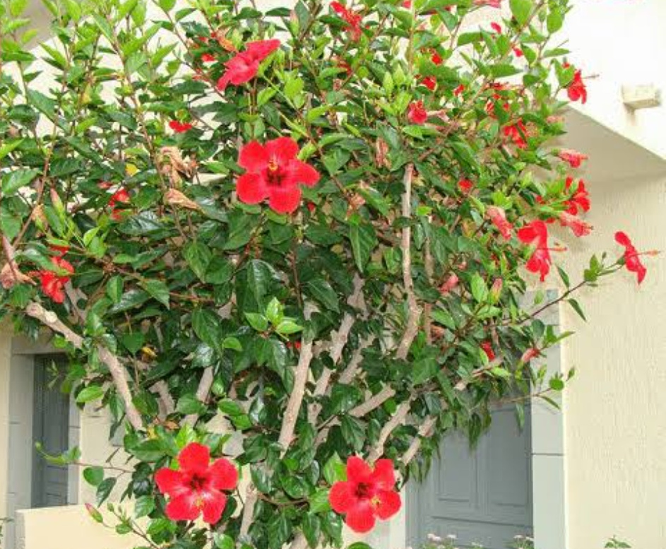 Vastu,Vastu Shastra,Hibiscus flower,Spiritual,Spirituality,Life tips,Lifestyle