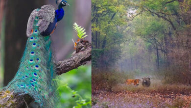 West Bengal,Travel,WB Tourism,North Bengal