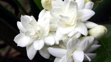 Flower,Jasmine,Benifits of jasmine,life impact,Lifestyle