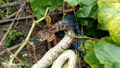 Python,Jalpaiguri,Rescue,West Bengal,North Bengal
