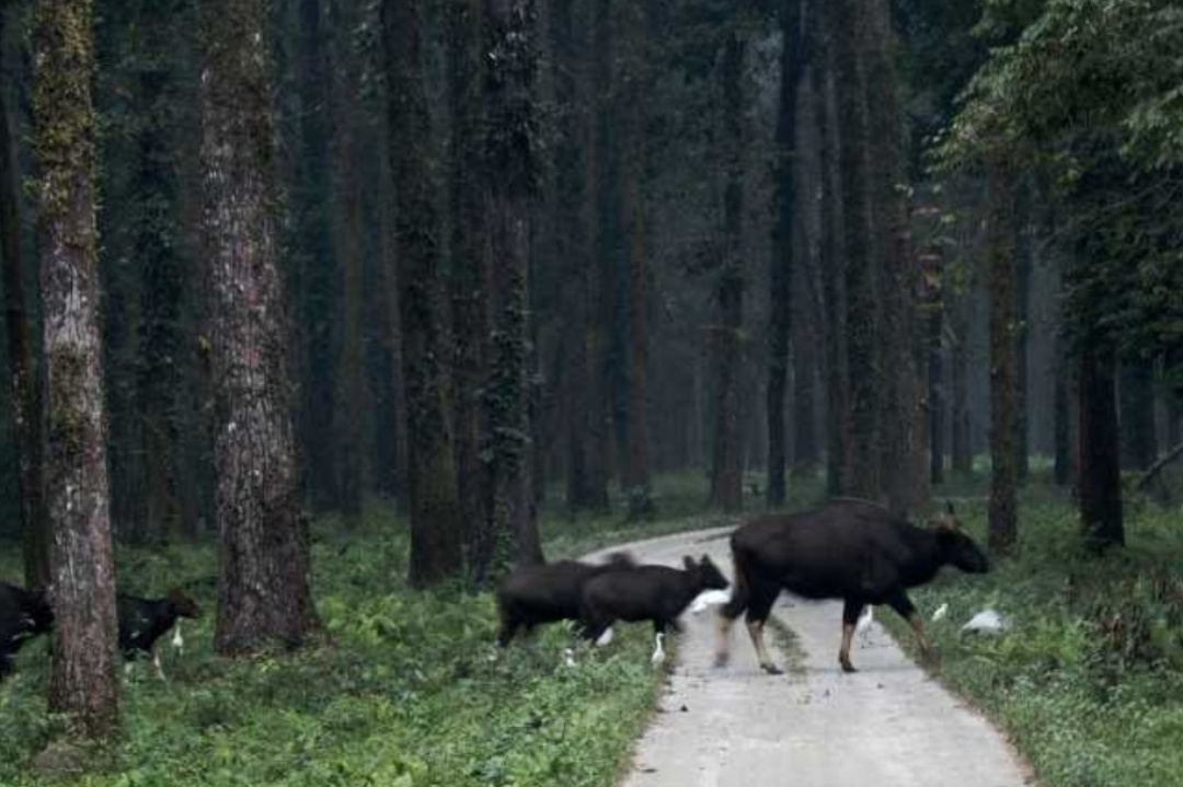 West Bengal,Travel,WB Tourism,North Bengal