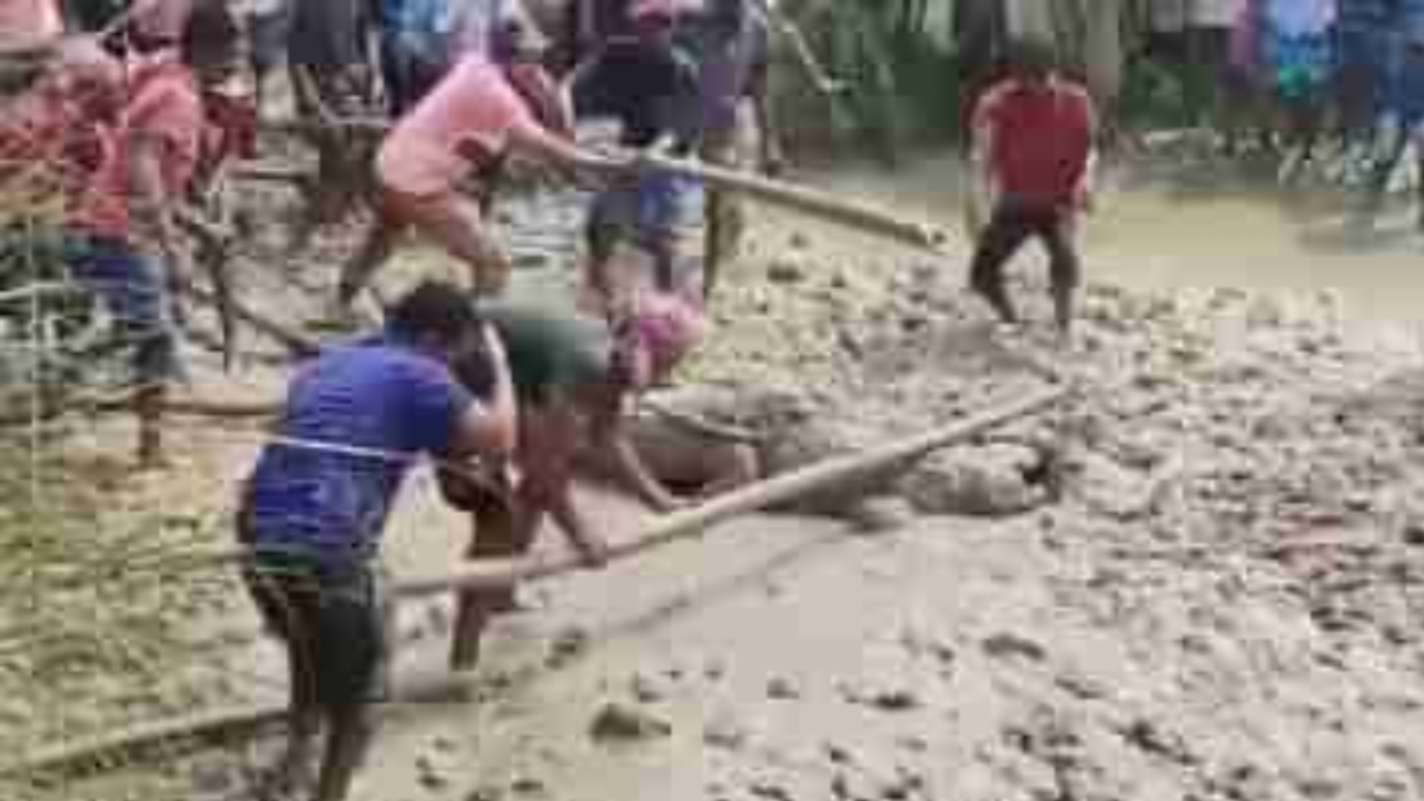 Crocodile,Burdwan,Forest Department,Rescue