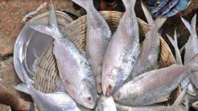 Fish,Hilsa fish Market,Selling,Action