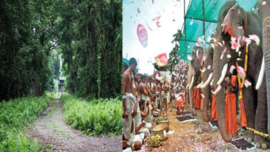 Gorumara,Tourist,Vishwakarma Puja