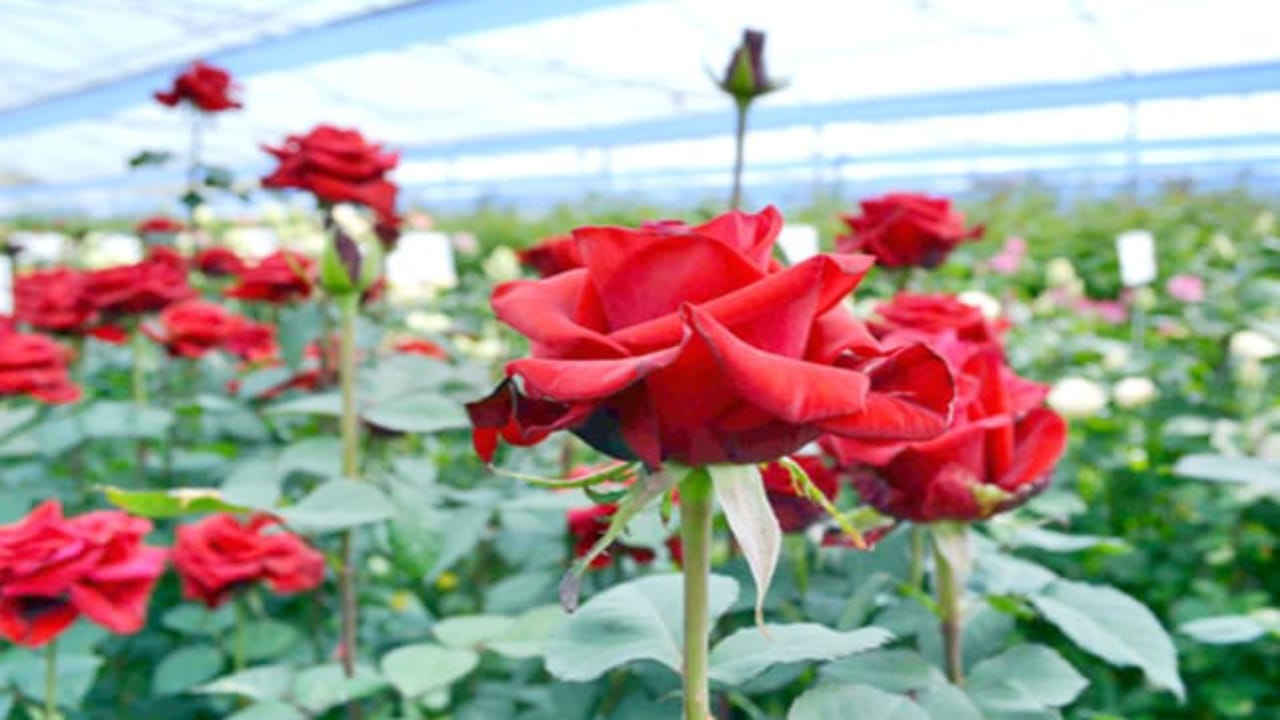 Rose farming,successful farmer,Profitable Agriculture