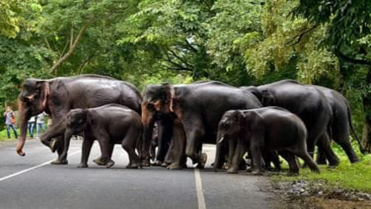 Maharashtra,forest worker,Herd of wild elephants,forest