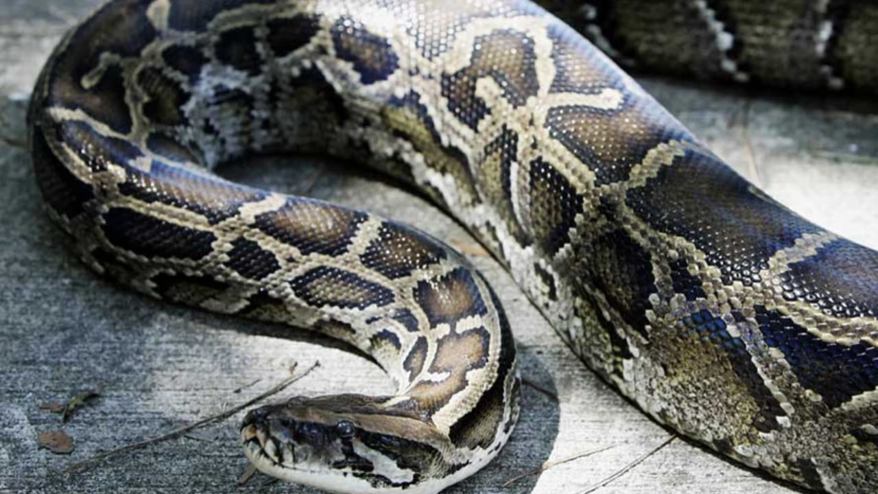 Python rescue,Sundarban,tiger