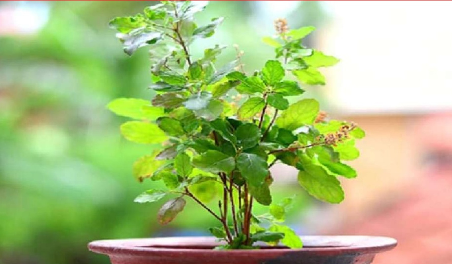 Spiritual,Bastu,Bastu Sastra,Life,life lesson,Tulsi,Life Tips