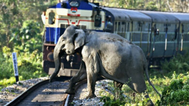 Bengal,North Bengal,Forest,Elephant,Railway