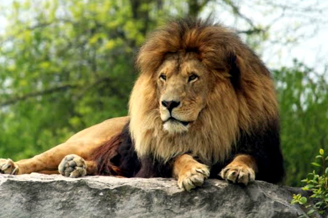 Durga Puja,Bengali Festival,Travel,Wb Tourism,Siliguri,Lion Safari