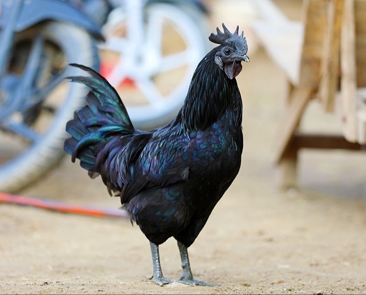 Bihar,MBA Murgawala,Kumar Goutam,Kadaknath Chicken,Farming