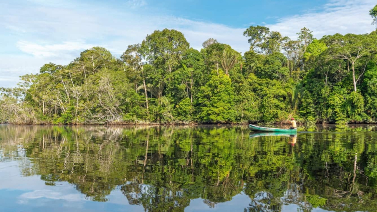 Amazon forest,dolphin,dolphin death,Lake Tefe,drought
