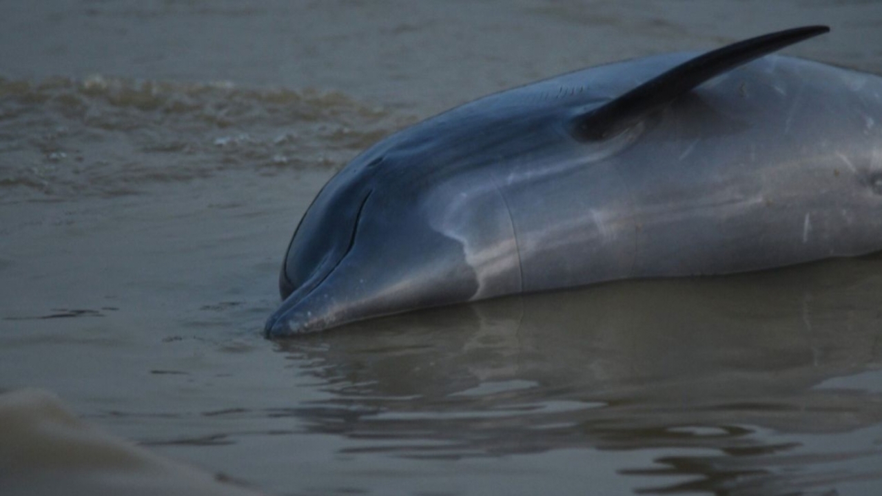 Amazon forest,dolphin,dolphin death,Lake Tefe,drought
