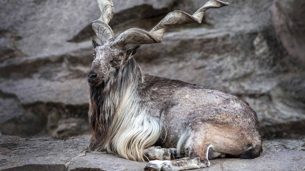 Animal,India,Nation,National animal of the country