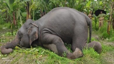 North Bengal,save wild life,Elephant