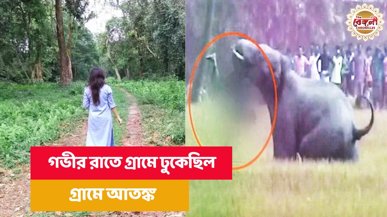 Jalpaiguri,West Bengal,Elephant,Elephant Attcked,Bangla News,Latest Bangla News,News in Bangla,Bengali News,Latest Bengali News,News in Bengali
