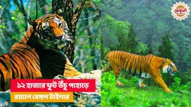 সিকিমের জাতীয় অরণ্যে রয়্যাল বেঙ্গল টাইগার,সিকিমে জাতীয় অরণ্য,পাংগাখোলা অভয়ারণ্য,বাঘের দেখা বরফ  ঢাকা পাহাড়ে,বাঘের দেখা মিলল পাহাড়ে. Royal Bengal Tiger in Sikkim,royal bengal tiger,sikkim forest,pangakhola national forest,bnhm scientist,Tiger,royal bengal tiger in hills,bhutan,tiger in bhutan,tiger picture,trap camera,tiger in trap camera,royal bengal tiger in bhutan,pangolokha,pangolokha wildlife,wildlife,wildlife news,wildlife news today,tiger in bhutan today,west bengal,sikkim